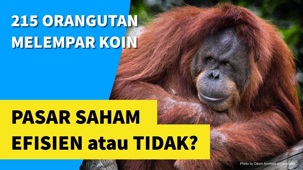 Kisah 215 Orangutan Melempar Koin